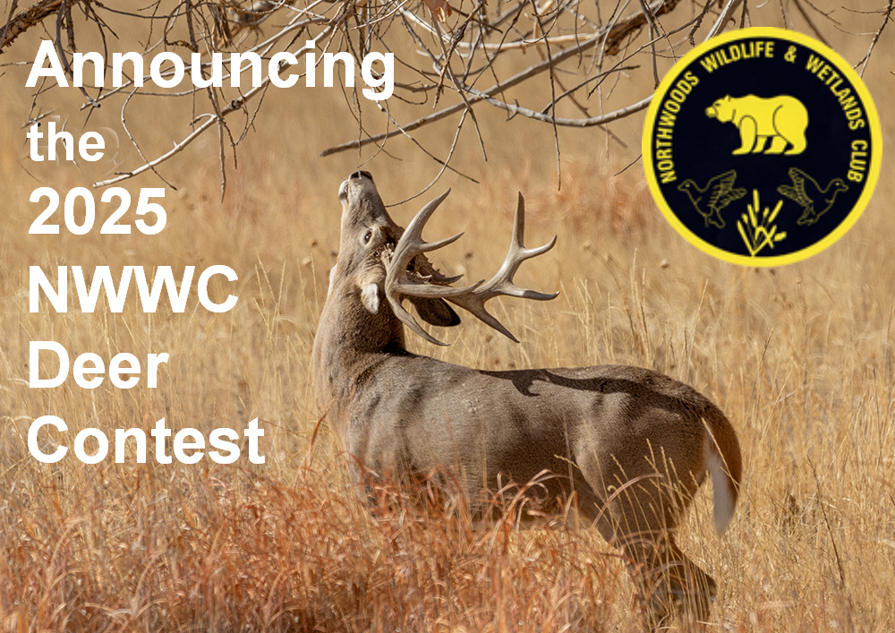 Buck Whitetail Deer in Colorado in the Fall Rut